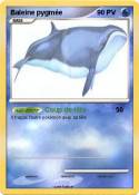 Baleine pygmée
