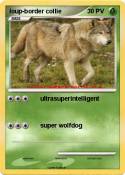 loup-border collie loup-border