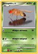 Drosophile Drosophile