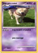 loup gris