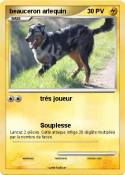 beauceron