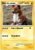 chien de canaan