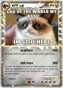 WTF cat