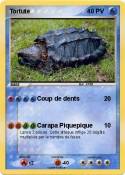 Tortute