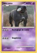 cane corso