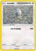 mouette