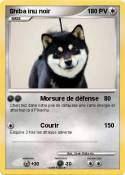Shiba inu noir