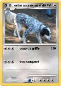 G . B , setter anglais en vrai G . B , setter