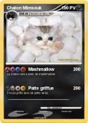 Chaton Mimsouk Chaton Mimsouk