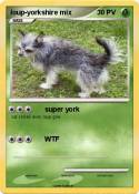 loup-yorkshire mix loup-yorkshire