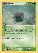 Bébé tortue