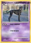 bullgreyhound (