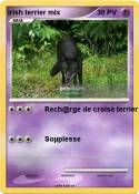 irish terrier mix irish terrier