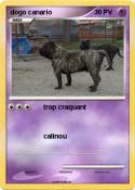 dogo canario