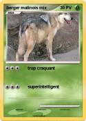 berger malinois
