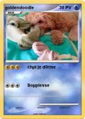 goldendoodle