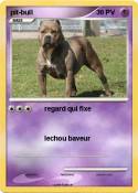 pit-bull