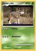 cordier collie cordier collie