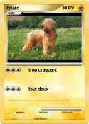 briard