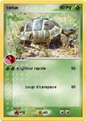 tortue