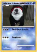 malamute d'alaska stakeur malamute