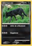 doberman mix doberman mix