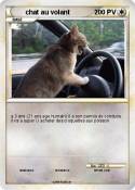 chat au volant