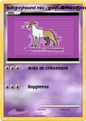 bullgreyhound mix , greybullmastiff bullgreyhound