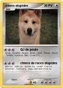 chiens stupides