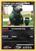 rottweiler plus