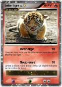 bebe tigre