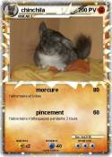 chinchila
