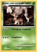 border collie