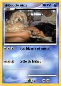shiboodle mixte