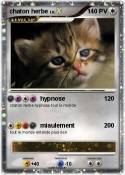 chaton herbe