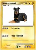beauceron cool
