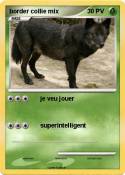 border collie mix border collie