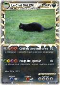 Le Chat SALEM
