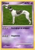 whippet