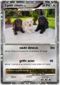 3 petit chiots
