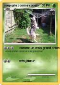 loup gris comme