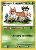 welsh corgi &