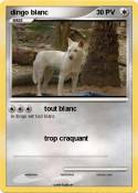 dingo blanc