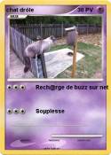 chat drôle