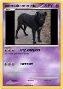 patterdale terrier mix patterdale