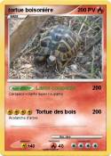 tortue boisonière tortue