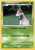 loup-husky-berger
