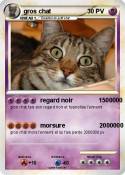 gros chat