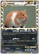 hamster