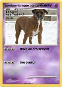 boerboel-braque